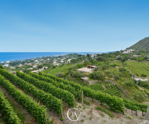 Tenuta C'est la Vie
